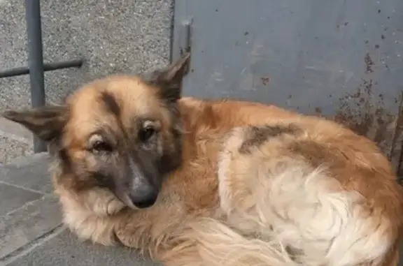 Найдена рыжая собака возле общежития в Новосибирске