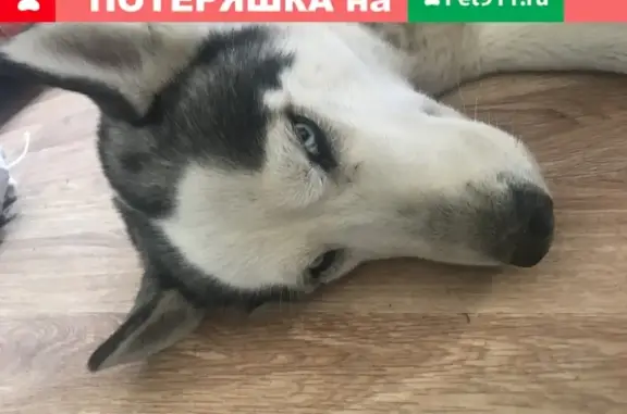 Собака найдена в деревне Минино, Раменский район, Московская область.