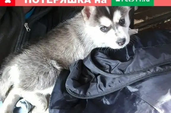 Пропала собака в Омске, район СНТ Газовик