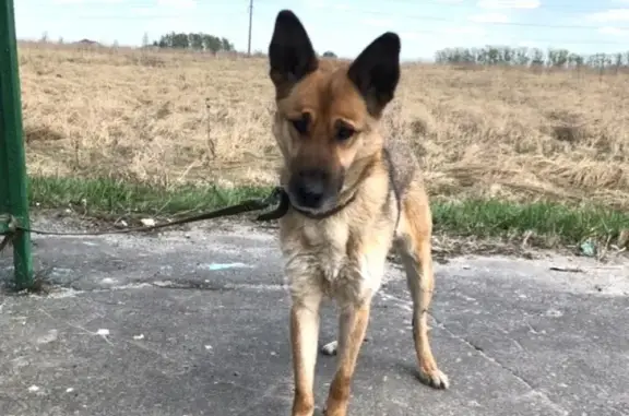 Найдена собака возле поворота на Щепотьево, Коломенский район