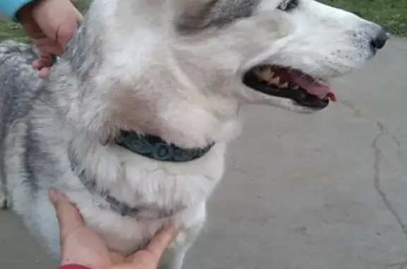 Найдена собака в парке 850-летия Москвы, Марьино