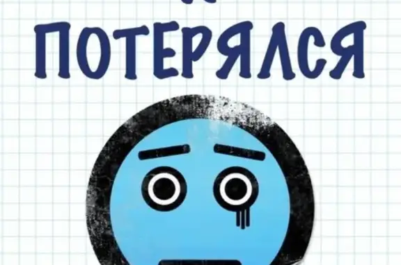 Собаки потеряшки, Тверь, фото: Найден сиамский кот в Твери, на Комарова