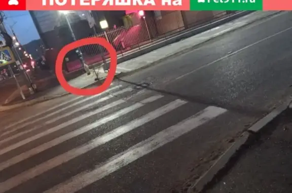 Найдена белая собака на перекрестке Александр-Заводская, Чита