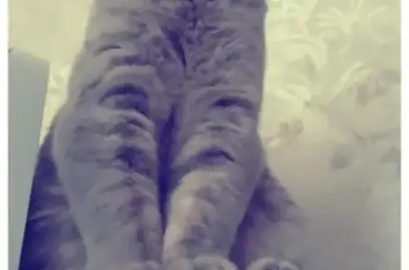 Кошки потеряшки, Саранск, фото: Потеряшка кошка на улице Веселовского, дом 43, вознаграждение!