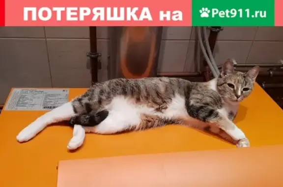 Пропала кошка Рыжка в поселке Крючково, Московская область
