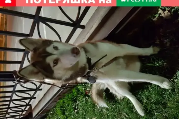 Собака хаски найдена в Обнинске на улице Экодолье