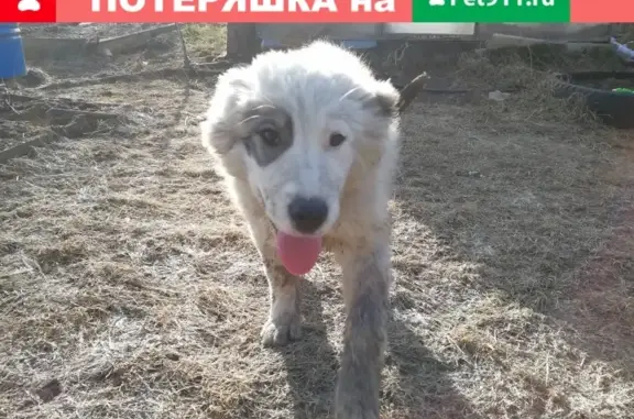 Пропала собака в д.Пермяково, Березники