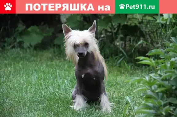 Пропала собака Китайская хохлатая голая в Ростовской области