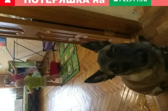 Пропала собака Баги в селе Белый Ключ, Ульяновск