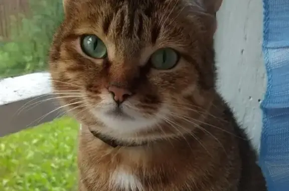 Кошки потеряшки, Москва, фото: Потеряшка коричневая кошка на Пулковской улице (Москва)