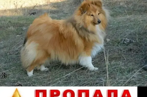 Пропала рыжая собака Жак в Московском районе, вознаграждение гарантировано