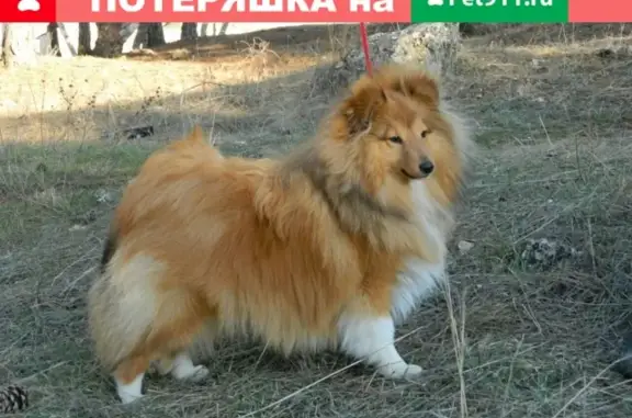 Пропала рыжая собака Жак в парке Химиков