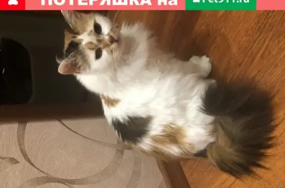 Найдена трехшерстная кошка на Ореховой улице, Тамбов.