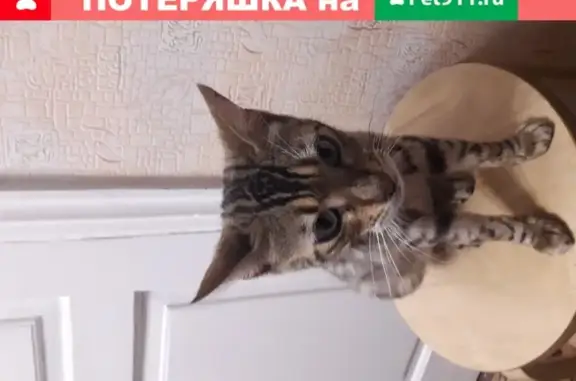 Найдена кошка на ул. Репина, Краснодар