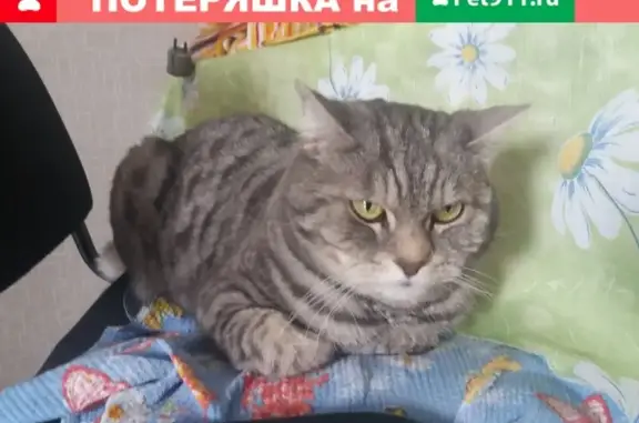 Найдена кошка в Кирове, адрес: Ульяновская улица, 36