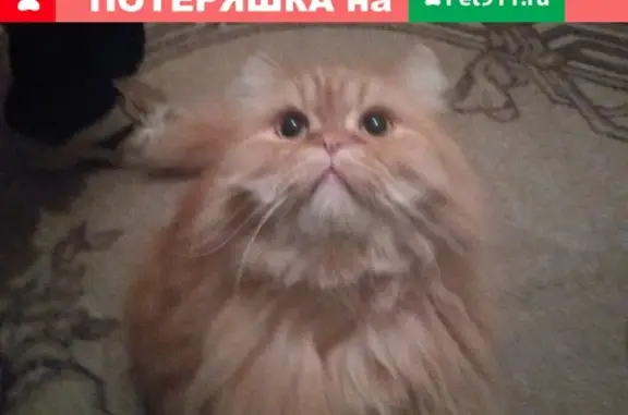 Пропала кошка в Расловке-1, вознаграждение