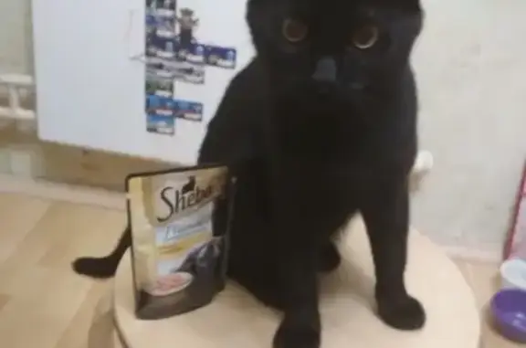 Кошки потеряшки, Москва, фото: Потеряшка кошка Оззи на Южнобутовской улице, дом 12.