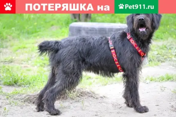 Пропала собака Дита в Ульяновке, Ленинградская обл.