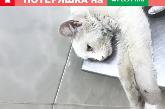 Найдена белая кошка возле чистых прудов на ул. Жуковского