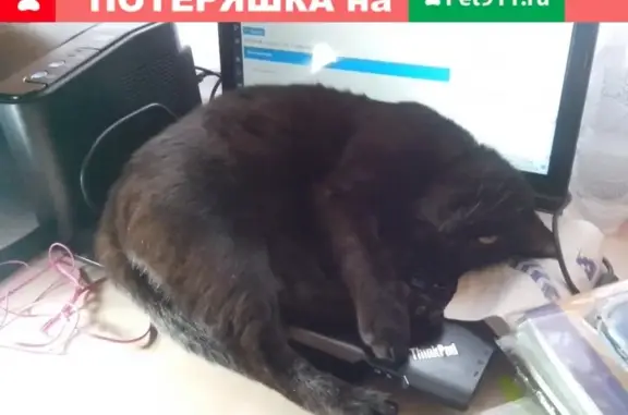 Потерянные животные Ярославль, фото: Пропал кот на станции Полянка, возраст около года