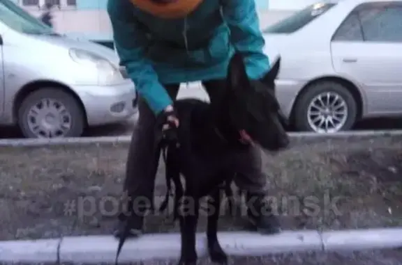 Найдена собака около Сибирского молла в Новосибирске