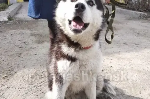 Найден пес в парке им. Дзержинского