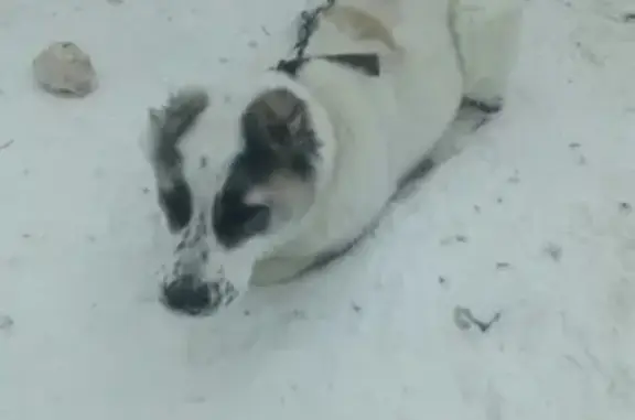 Пропала собака в Тобольске, помогите найти!
