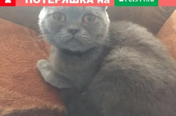 Пропала кошка в Березняках, откликается на Буся