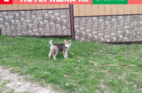 Пропала собака Бади в районе Демократической, Сочи