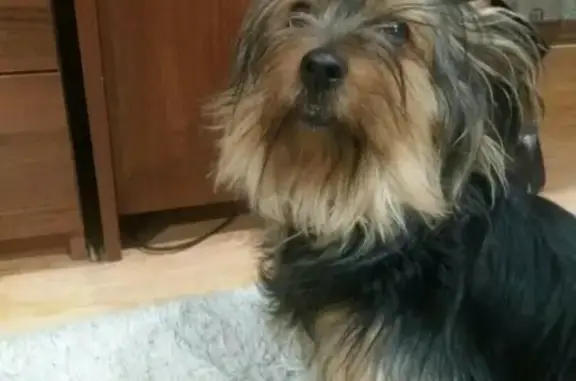 Пропала собака Джина в Омске