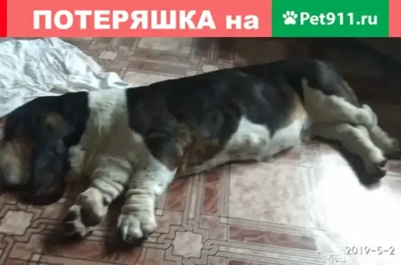 Найдена собака на улице Сосновой, ищем хозяина!