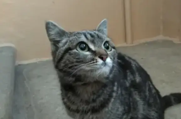 Найдена кошка в Магнитогорске на ул. Сиреневый