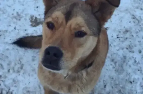 Пропала собака в Апатитах, вознаграждение за информацию