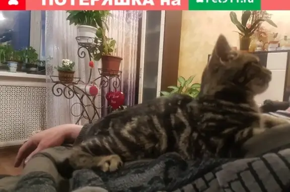 Найдена кошка в Андреевке, Кемерово