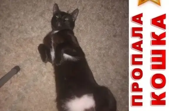 Кошки потеряшки, Рязань (Рязанская обл.), фото: Потеряшка кошка на улице Островского, Рязань