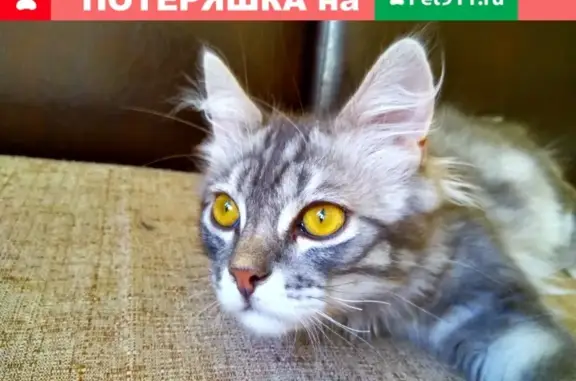 Молодой котик найден на 3-м Михалковском переулке