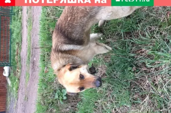 Найден пёс в посёлке Востряково, ищем хозяина! (39 символов)