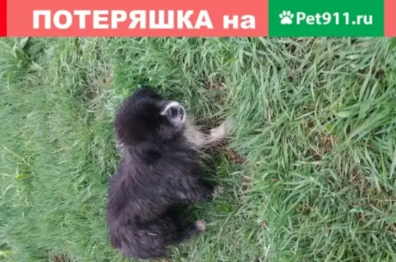 Собака Пикинес найдена в Липецке