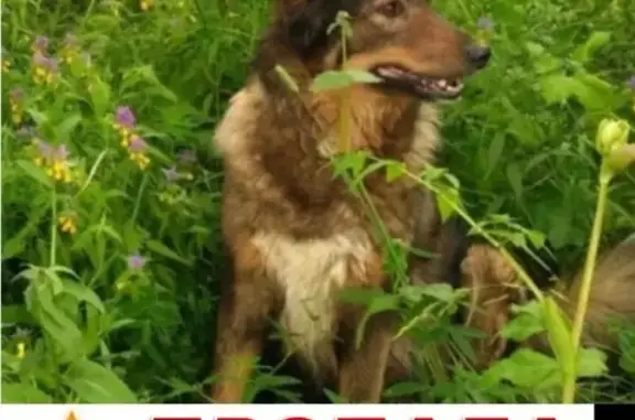 Собаки потеряшки, Троицк (Москва и Московская обл.), фото: Потеряшка собака Алиса в деревне Кувекино, Москва