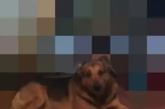 Собаки потеряшки, Москва, фото: Потеряшка собака на Сиреневом бульваре, дом 57