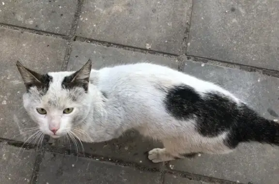 Найдена кошка в Москве с ошейником