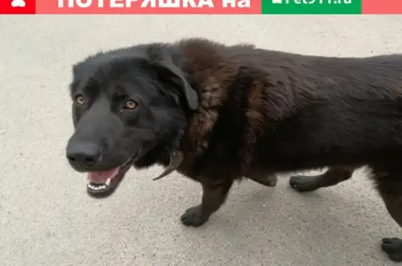Найдена собака в Токсово, Школьный пер. 10.