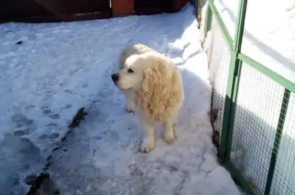 Пропала собака в селе Бимери, Татарстан: Золотистый ретривер, кобель, 10 лет.