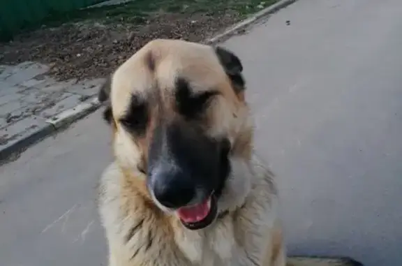 Собака Кобель найдена в Домодедовском районе