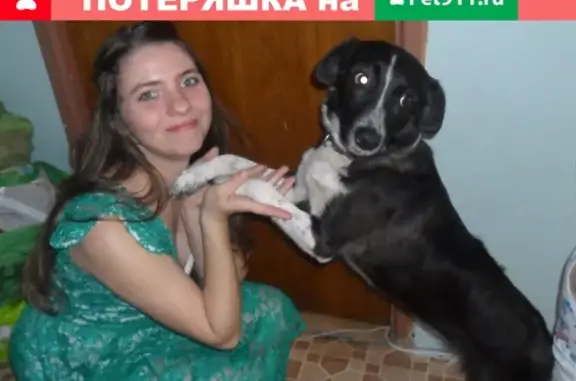 Пропала собака Буся в СНТ Дружба 2, Шатура, Московская обл.