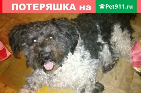 Потерянные животные Нижний Новгород, фото: Пропала маленькая собака на Ошарской улице (Нижний Новгород)