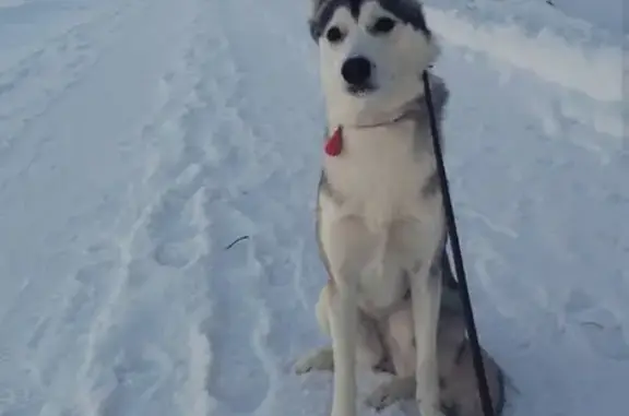 Пропала собака Райси в Дивногорске, Красноярский край