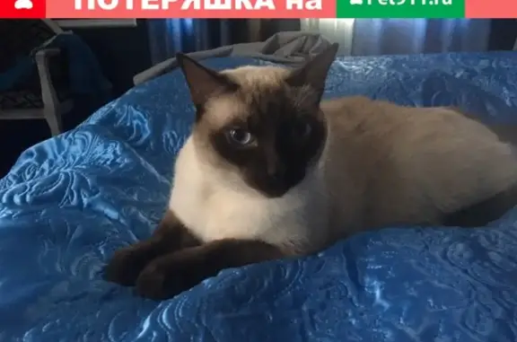 Кошки потеряшки, село Старая Ладога, фото: Потеряшка кот в Старой Ладоге, есть ошейник с контактами