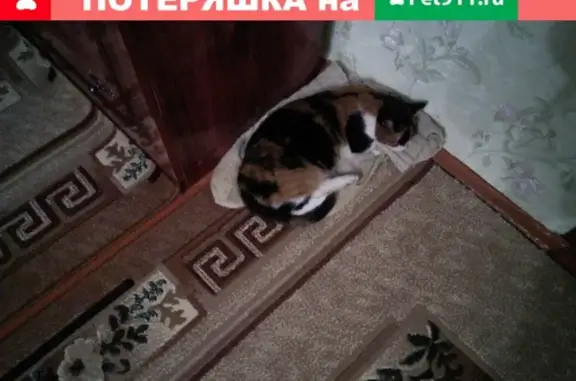 Кошки потеряшки, Спасское, фото: Потеряшка кошка в селе Спасское, Республика Татарстан