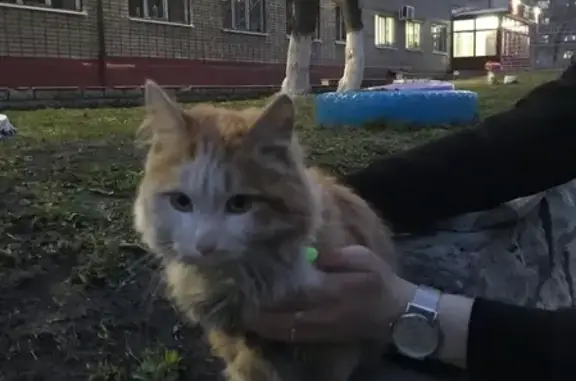 Найдена кошка по адресу Некрасова 39, ищем хозяина!